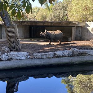 Greater one-horned rhino image 1