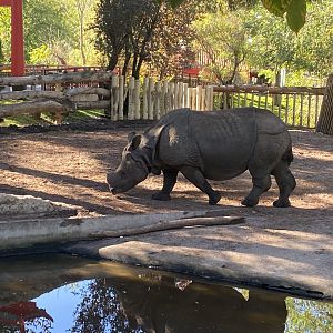 Greater one-horned rhino image 2