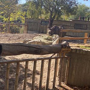 Greater one-horned rhino image 3