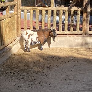 Pygmy goat