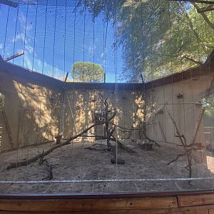 Lesser kestrel aviary