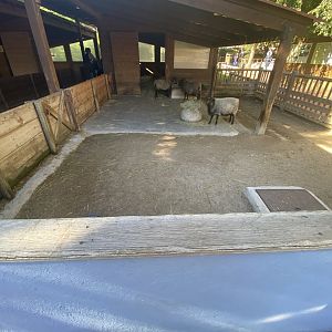 Badger-faced sheep enclosure