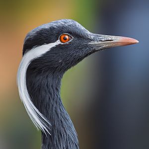 Demoiselle crane