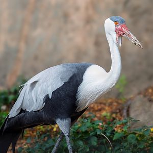Wattled Crane, Cedric