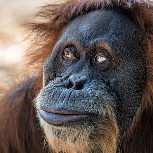 Sumatran orangutan, Puppe