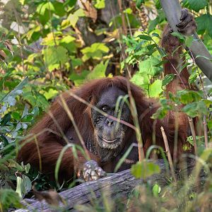 Sumatran orangutan, Puppe