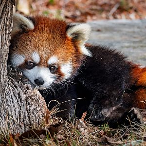 Red panda, Poppy