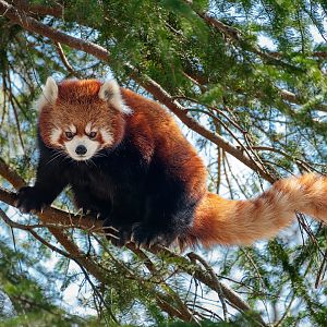 Red panda, Kalden