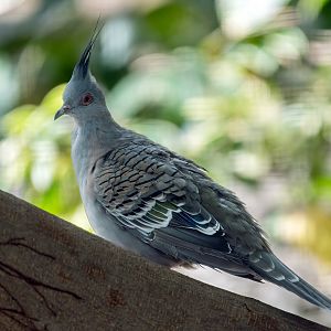 Crested Pigeon