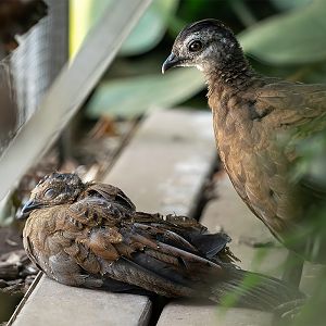 Palawan peacock-pheasant (baby and mom)