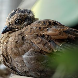 Palawan peacock-pheasant (baby)