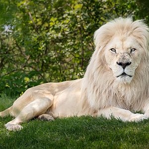 African white lion, Fintan