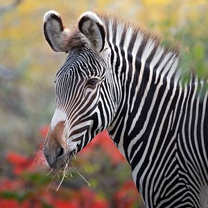 Grévy's zebra