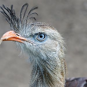 Red legged Sereima, Nadine