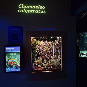 Veiled Chameleon terrarium