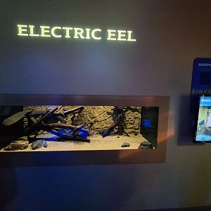 Electric eel tank