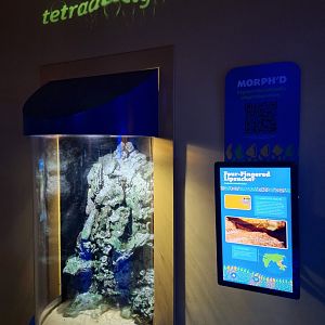 Four-fingered Lipsucker Tank