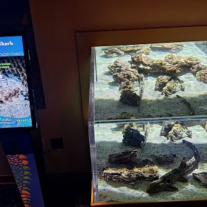 Epaulette Shark tank