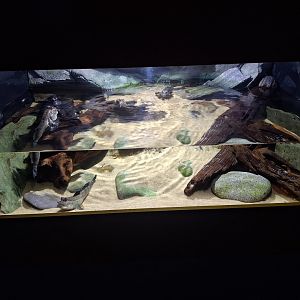Atlantic Mudskipper tank