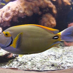 Acanthurus dussumieri