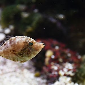 Acreichthys tomentosus