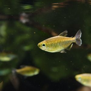 Alestopetersius hilgendorfi