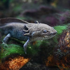 Axolotl Ambysytoma mexicanum