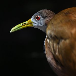 Giant wood-rail Aramides ypecaha
