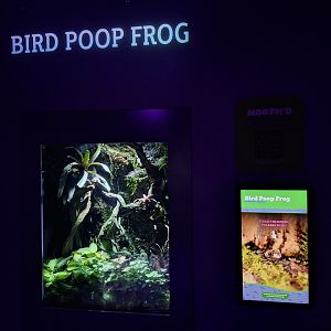 'Bird poop' frog terrarium