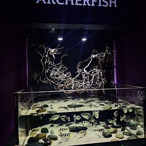 Archerfish tank