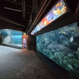 Coral Reefs main tank