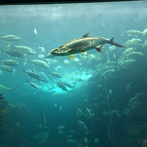 Atlantic Tarpon in main tank