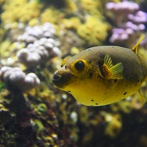 Arothron nigropunctatus