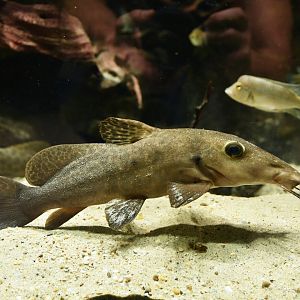 Auchenoglanis wittei