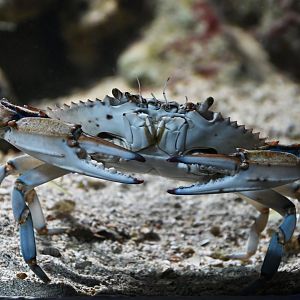 Blue crab