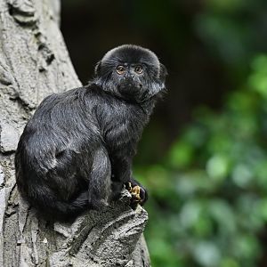 Goeldi monkey Callimico goeldi