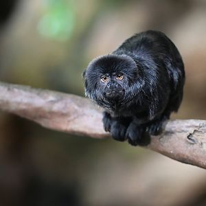 Goeldi monkey Callimico goeldi