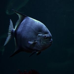 Chaetodipterus faber