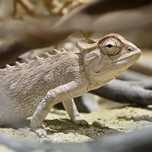 Namaqua chamaleon Chamaleo namaquensis