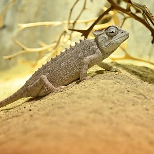 Namaqua chamaleon Chamaleo namaquensis