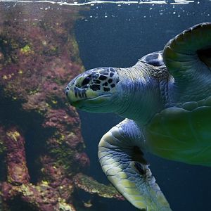 Green turtle Chelonia mydas