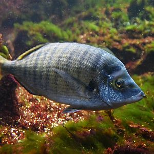 Diplodus annularis