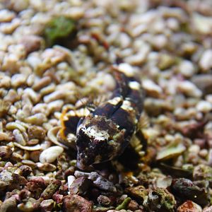 Dactylopus dactylopus