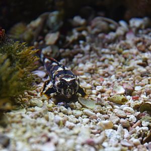 Dactylopus dactylopus