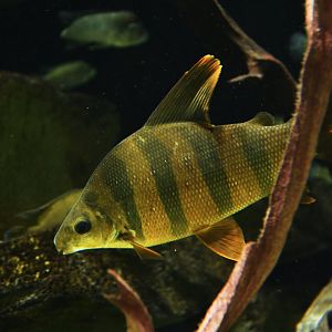 Distichodus sexfasciatus