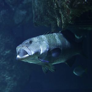 Epinephelus lanceolatus