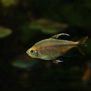 Hyphessobrycon sp