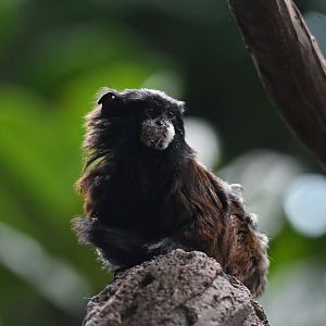 Spix's Saddle-back Tamarin - Leontocebus fuscicollis