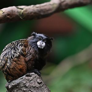 Spix's Saddle-back Tamarin - Leontocebus fuscicollis