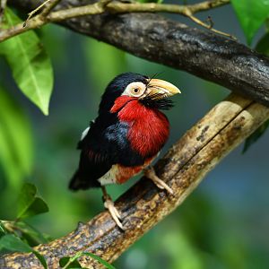 Bearded barbet Lybius dubius